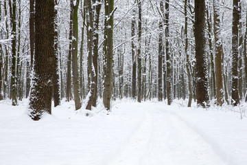  Winter forest and the road. Winter landscape