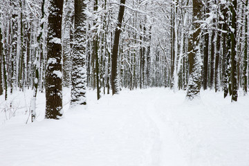  Winter forest and the road. Winter landscape