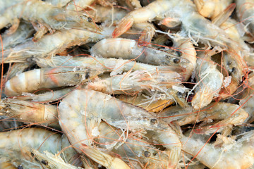 Fresh prawn meat