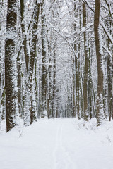 Fototapeta premium winter forest and the road