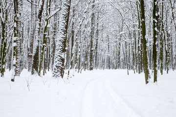  winter forest and the road