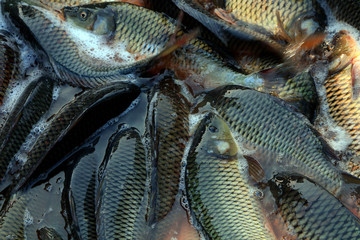 Special description of fresh carp