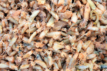 Dried cuttlefish in a market