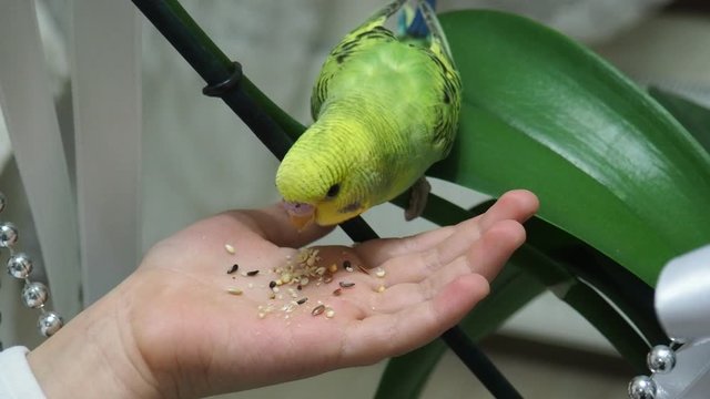 feed the budgerigar. budgie bird feeds from child's hand