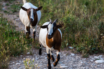 Two pinto domestic goats Capra Aegagrus Hircus running on the grass