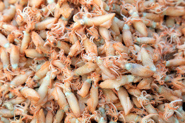 Dried cuttlefish in a market