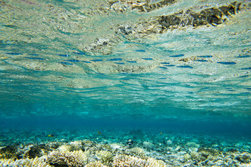 Underwater world panorama. Coral reef ocean light under water