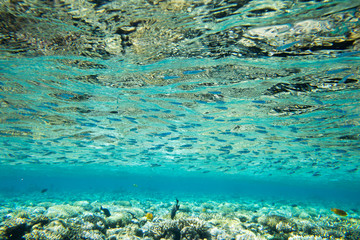 Underwater world panorama. Coral reef ocean light under water