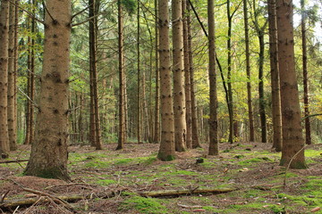 Obraz premium Der Tannenwald