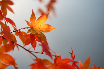 紅葉