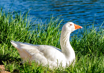 Domestic White Goose