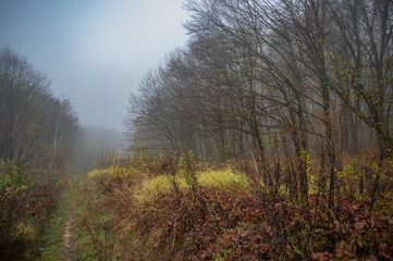 Obraz na płótnie Canvas Misty gloomy autumn morning in the forest