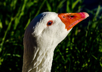 Close Up Goose