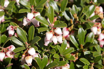 Flowers 22