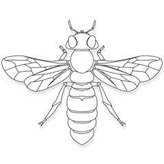 Vector illustration of honey bee on white background. Coloring image