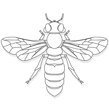 Vector illustration of honey bee on white background. Coloring image