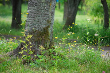 公園