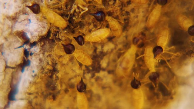 Close up of termites in nest