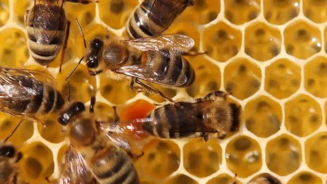 Excited bee with Varroa mite on its body. Panic caused by bee prisosavschimsya her body mite Varroa.