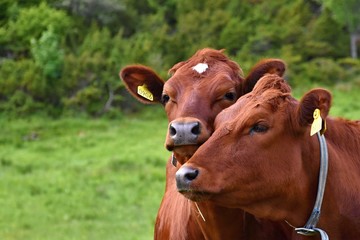 Brown Cows