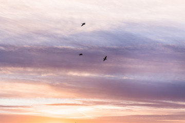 Fototapeta na wymiar A flock of seagulls flying among the clouds