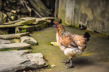 Chicken in Cat Cat village,Sa Pa,Vietnam.