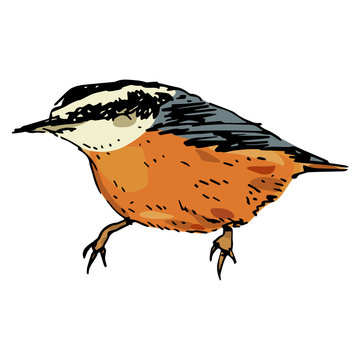 recommend clip art: Nuthatch bird. (Sitta europaea). Isolated vector illustration. Hand drawn colorful sketch.