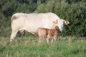 A cow and a calf in a green meadow, Cantabria, Spain