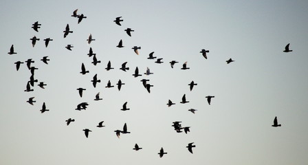 A flock of migrating birds crossing a light blue sky