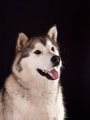 Dog breed Alaskan Malamute portrait on a black background