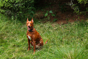 Naklejka premium Young brown Podenco dog among grass
