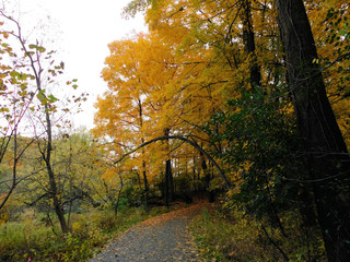 A Walk In The Woods In Autumn