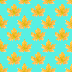 Seamless pattern with autumn yellow maple leaves on turquoise blue background. Isometric background, texture