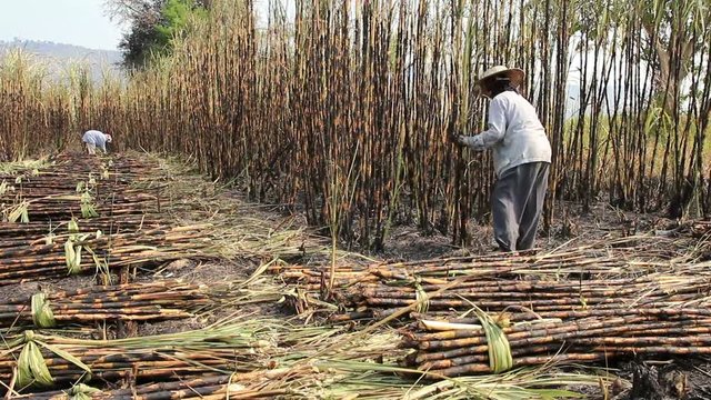 The Farmer Cutting Sugar cane in Farm