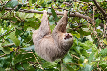 Hoffman’s Two-toed Sloth (Choloepus Hoffmanni) in the wild, Cahuita, forest of Costa Rica, Latin...