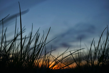 Fototapeta premium Blick auf de Sonnenuntergang durch Gras