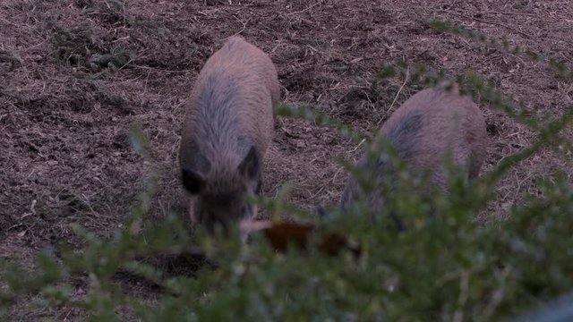 Two Big Wild Boar Eating Dry Autumn Grass In The Zoo At Day