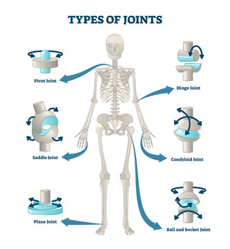 Types of joints vector illustration. Labeled skeleton connections scheme.