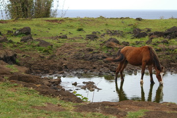 Fototapeta na wymiar wild horse drinking water easter island chile