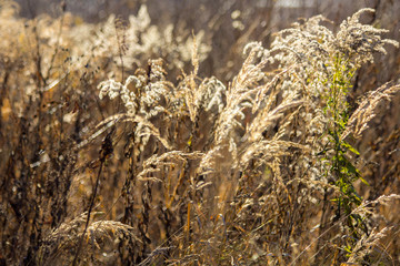 Fototapeta premium Yellow grass on landscape in the sun in autumn