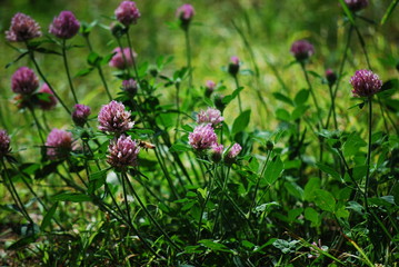 蜜蜂
