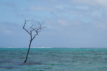 tree in the beach