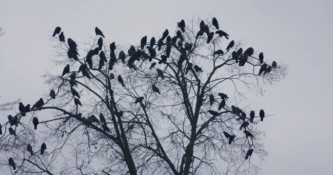Ravens on the tree. Bunch of crows on the leafless tree at the evening.