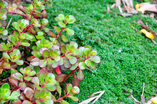 creeping sedum and wooly thyme make excellent drought tolerant ground covers.