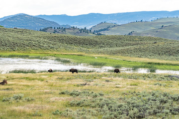 Fototapeta na wymiar Bison in the Plains