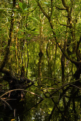 mangrove trees with green leaves and long roots growing in fresh water summer sunny day in Zanzibar, Tanzania