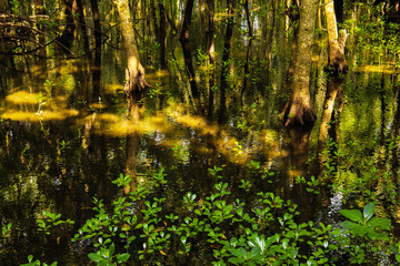 mangrove trees with green leaves and long roots growing in fresh water summer sunny day in Zanzibar, Tanzania