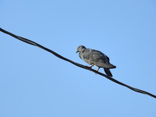 A gray pigeon perched on a steel cable on a clear blue sky day.