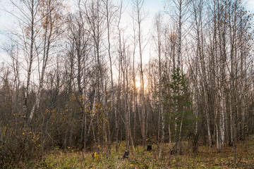 Fototapeta na wymiar Forest in late autumn. Through the trees breaks low sunset. Countryside landscape