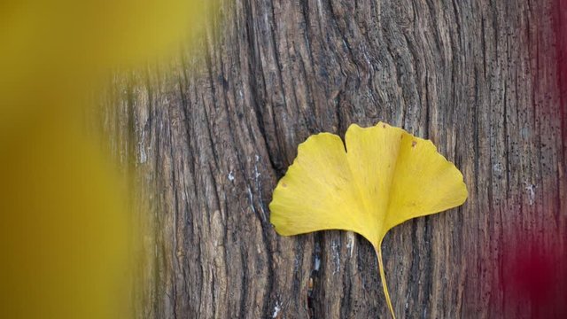 Composition of ginkgo biloba leaves on the table. Ginkgo biloba leaves on a texture board.